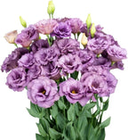 Eustoma Lisianthus Plant Live, Lisianthus Flowers Well Rooted Plug 2-3 Inch Height, Lisianthus Thornless Roses Seedling (Lilac Lisianthus)