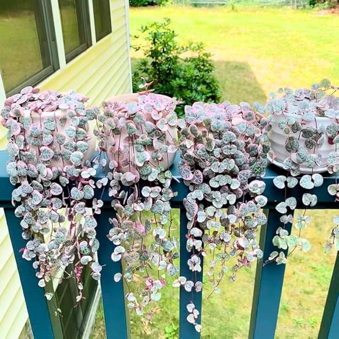 Ceropegia Woodii Variegated String of Hearts Live Plant, Rare Succulent Houseplant Indoor Home Decoration