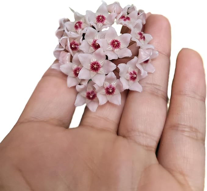 Hoya Krinkle 8 Live Hoya Plant Pink Flowers with Chocolate Smells Available in 2", 4", and 6" Pot (6" Hanging Pot)