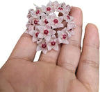 Hoya Krinkle 8 Live Hoya Plant Pink Flowers with Chocolate Smells Available in 2", 4", and 6" Pot (2" Pot)