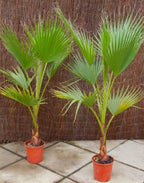 Seeds Palm Washingtonia Nicanora Indoor Rare Perennial Tree for Planting