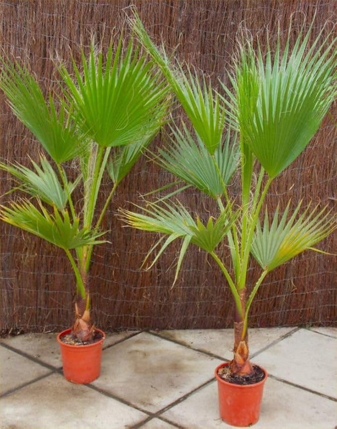 Seeds Palm Washingtonia Nicanora Indoor Rare Perennial Tree for Planting
