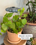 The Stormy Dripping Rain Cloud for Plants, Plant Lover Gift, Gray Cloud, Plant Acessories