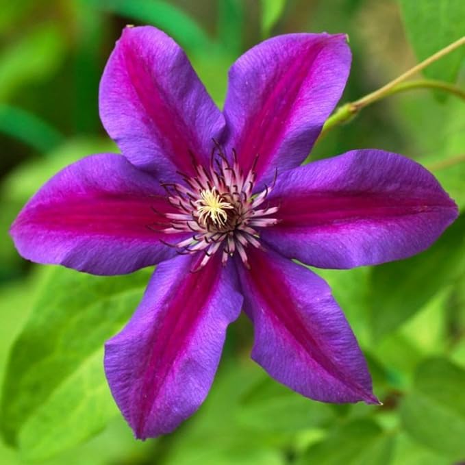 Clematis Vine Plant, Clematis Vine Plants Live in 2.5 Inch Pot, Perennial Climbing Clematis Plants Live for Outdoor Garden (Dark Red Purple Flowers)