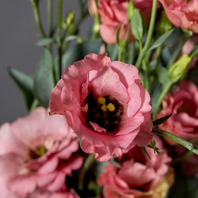 Eustoma Lisianthus Plant Live, Lisianthus Flowers Well Rooted Plug 2-3 Inch Height, Lisianthus Thornless Roses Seedling (Deep Apricot Lisianthus)