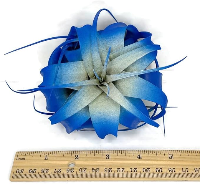 XL Xerographica Colored Air Plant, Live Tillandsia House Plant, Easy Care Indoor Outdoor, Great Gift, Healthy Arrival Guaranteed (Blue)
