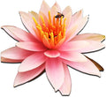 Live Aquatic Plant Orange Nymphaea Colorado Hardy Water Lilies Tuber for Aquarium Freshwater Fish Pond by Greenpro