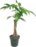 Chinese Money Tree Live Plant - Pachira Aquatica - Braided Chinese Money Plant Live - 12 to 16 inches Tall Live Bonsai Tree - Air Purifying Plant - California Seller