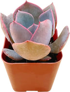 Live Succulent Echeveria 'Dusty Rose', 2 Inch Fully Rooted Potted Plant, Easy Care & Drought Tolerant, Indoor Houseplant for Home Decor