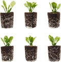 Spinach Seedlings: Ready-to-Plant, Starts, Starters, Plugs, Garden Ready, Live Plants, Transplants, Pre-Sprouted, Soil & Hydroponic Gardens (6 seedlings)