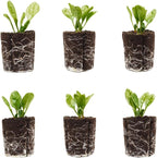 Spinach Seedlings: Ready-to-Plant, Starts, Starters, Plugs, Garden Ready, Live Plants, Transplants, Pre-Sprouted, Soil & Hydroponic Gardens (6 seedlings)