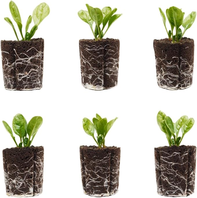 Spinach Seedlings: Ready-to-Plant, Starts, Starters, Plugs, Garden Ready, Live Plants, Transplants, Pre-Sprouted, Soil & Hydroponic Gardens (6 seedlings)