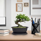 MUZHI 3 Pack Oval Bonsai Training Pot with Drainage Tray, Matte Finish Nursery Plastic Bonsai Planter with 25PCS 2inch Mesh pad (5.2" Small)