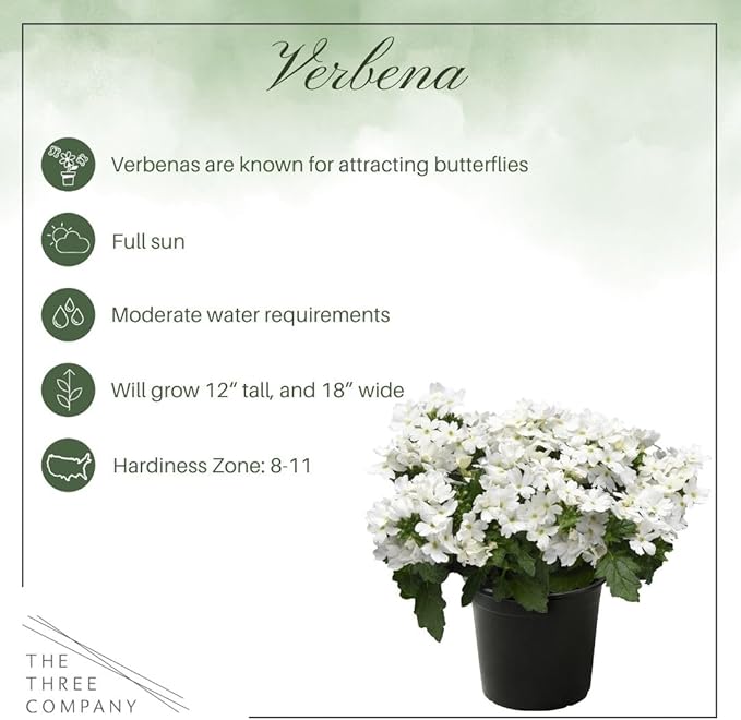 Live Flowering Verbena - White (2 Plants Per Pack) - Healthy Flowering Plant - Beautiful Spring Color - 10" Tall by 5" Wide in 1Qt Pot
