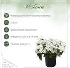Live Flowering Verbena - White (2 Plants Per Pack) - Healthy Flowering Plant - Beautiful Spring Color - 10" Tall by 5" Wide in 1Qt Pot