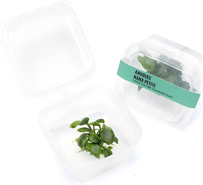 Ultum Nature Systems Live Tissue Culture - Anubias Nana Petite (Anubias barteri 'Nana') - Easy - Low to Medium Light - Dark Green Accent - Foreground - 100% Snail Free Grown in-Vitro