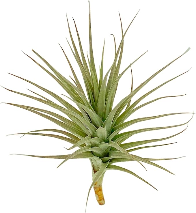 ragnaroc Air Plants - Flowering Tillandsia Lilla Lilac, Large 5" - 3ct - Live Arrival Guaranteed - House Plants for Home Decor & Gift