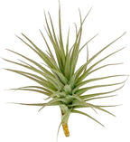 ragnaroc Air Plants - Flowering Tillandsia Lilla Lilac, Large 5" - 3ct - Live Arrival Guaranteed - House Plants for Home Decor & Gift