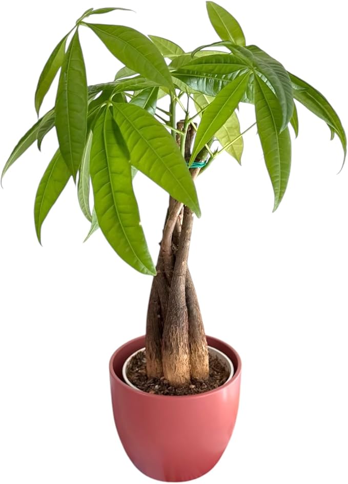 Money Tree Live Plant | 14-22 Inches Tall Bonsai | Easy to Grow Indoor Houseplant | Home, Office, or Room Decor | Birthday, Housewarming Gift (Coral)