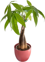 Money Tree Live Plant | 14-22 Inches Tall Bonsai | Easy to Grow Indoor Houseplant | Home, Office, or Room Decor | Birthday, Housewarming Gift (Coral)
