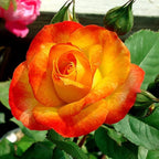Random Climbing Rose Live Plant, Can Grow As Rose Bushes Shrubs, Fragrant Ready to Plant, Starter Size, 5 to 10 Inc Tall, Dormant in Winter
