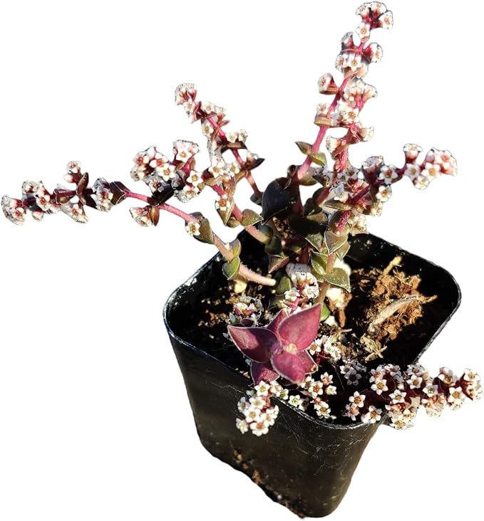Live Succulent Cactus Plants (2" Pot Crassula Tabularis Pagoda)