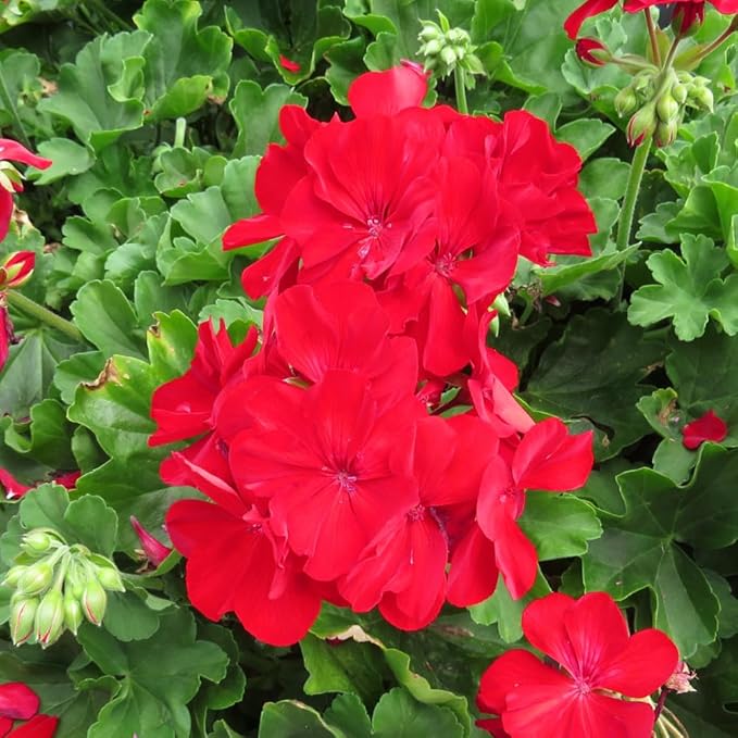 Set 2 Geranium Plants Live, 4-9 Inches Tall, Hardy Flowering Geraniums for Garden or Pots, Fragrant Perennial Blooms (Red Geranium)