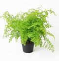 Maidenhair Fern (6 inch) - Air-Purifying Houseplants - 4/6 inch Unique Live Decorative Houseplants - Low-Maintenance Indoor Plants, House Warming Gift, Natural Air Purifier