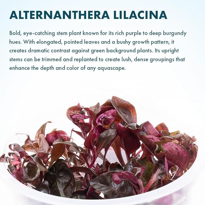 SubstrateSource Live Plant - Alternanthera Reineckii Lilacina Red Stem Tissue Culture Aquatic Live Aquarium Plant - 100% Snail Free in Vitro Cup (AR Lilacina)