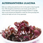 SubstrateSource Live Plant - Alternanthera Reineckii Lilacina Red Stem Tissue Culture Aquatic Live Aquarium Plant - 100% Snail Free in Vitro Cup (AR Lilacina)