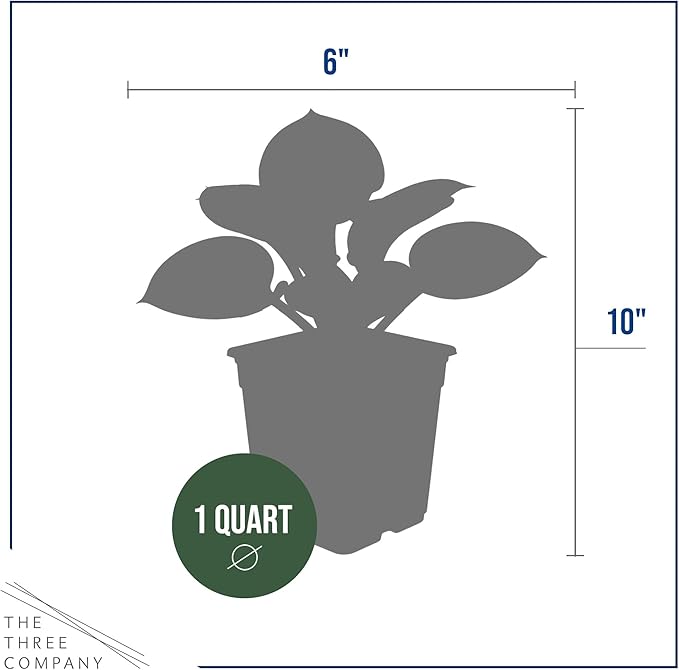 Live Perennial Hosta - Blue Cadet (3 Plants Per Pack) Beautiful Accent Plant, 10" Tall by 4" Wide in 1 Qt Pot