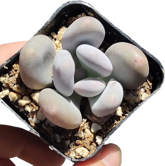 Live Succulent Cactus Plants (Pachyphytum Oviferum Moonstone)