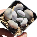 Live Succulent Cactus Plants (Pachyphytum Oviferum Moonstone)