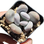Live Succulent Cactus Plants (Pachyphytum Oviferum Moonstone)