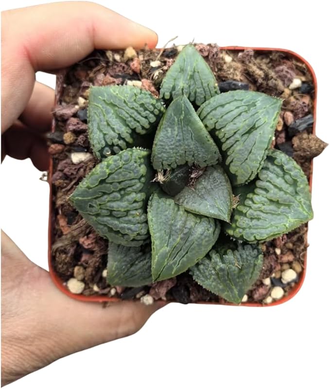 Haworthia Comptoniana Hybrid ‘Marilyn’ – Rare Succulent Plant – Unique Windowed Rosette – Live Indoor Plant – Easy Care – 2-Inch Nursery Pot – by 1am Succulents