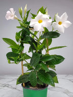 White Mandevilla Plant - Live Flowering Plant with Trellis - 18 inch Hoop, 18 inch to 20 inch Overall Height - 1 Gallon Planter - Tropical Plants of Florida (Plant Only)