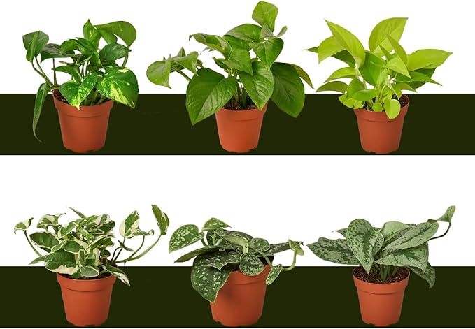 6 Live Pothos Plants Variety Pack - Easy to Care Houseplants - Air Purifying Plants - 4" Pot - Live Plant - Houseplant Live Plants (6 x 4 Pothos Plants)