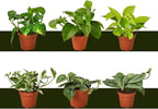 6 Live Pothos Plants Variety Pack - Easy to Care Houseplants - Air Purifying Plants - 4" Pot - Live Plant - Houseplant Live Plants (6 x 4 Pothos Plants)