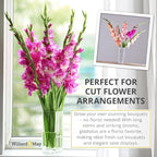 Grower Special Mix Gladiolus Flower Bulbs - 100 Bulbs Assorted Colors - Make Great Cut Flowers - Perennializing - Fragrant - Vibrant Color Mix - Live Plant Outdoor Garden