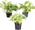 Thorsen's Greenhouse Marble Queen Pothos, Live Indoor Plant, Easy to Grow, Rare Variegated Houseplant, Natural Air Purifier, 4-inch Diameter Pot (3 Pack Nursery Pots)