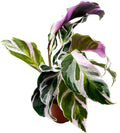 BubbleBlooms Calathea Stella White Fusion Variegated in a 2 inch Pot Tiny Minie Pixie Plant