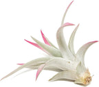 Raspberry Colorful Tillandsia Air Plants - Long Lasting Color Enhanced Live Tillandsia Succulent House Plants - Home and Garden Decor - Easy Care Indoor/Outdoor Plants (Harrisii, Single)