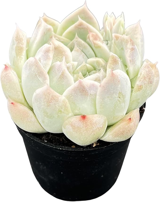 Sprout N Green Echeveria Peach Queen, 1 Live Succulent Plant Fully Rooted in 2" Pot, House Plant for Indoor Outdoor Home Office Wedding Decoration DIY Project Party Favor