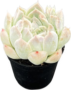 Sprout N Green Echeveria Peach Queen, 1 Live Succulent Plant Fully Rooted in 2" Pot, House Plant for Indoor Outdoor Home Office Wedding Decoration DIY Project Party Favor