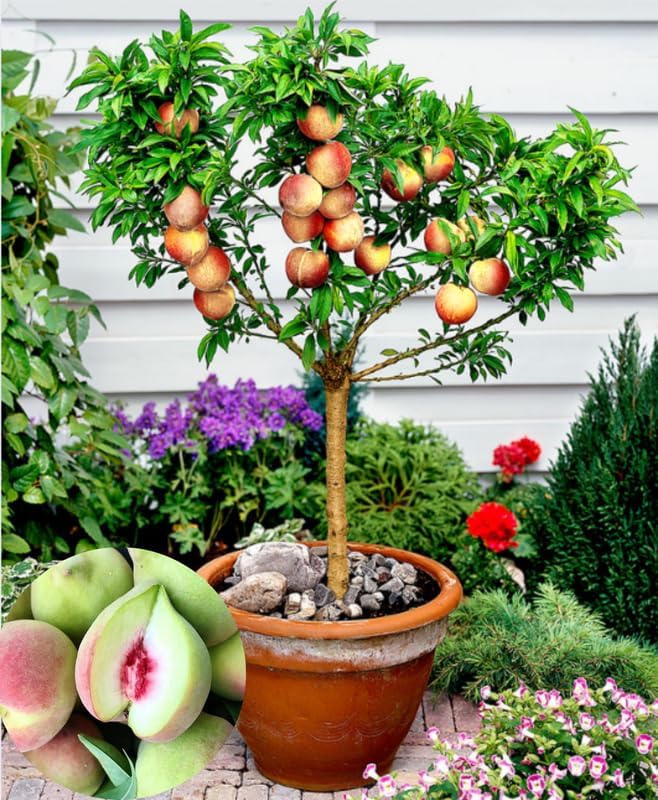Peach Tree Live Plant, Up to 2 Ft Tall, Sweet Peach Fruit Tree for Outdoor Garden and Patio Growing Spring Planting, No Pot (Rare)