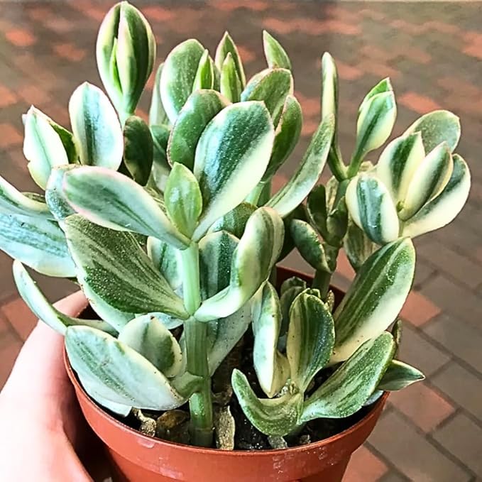 Variegated Jade Plant, Crassula Ovata Live Plant, Jade Succulent Houseplant, 4 Inch Pot for Indoor Outdoor Planting
