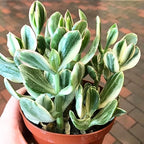 Variegated Jade Plant, Crassula Ovata Live Plant, Jade Succulent Houseplant, 4 Inch Pot for Indoor Outdoor Planting