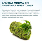 SubstrateSource Live Planted Decor - Anubias Minima on Christmas Moss Tower - Deep and Bright Green Freshwater Aquatic Plant, Low Light, Foreground to Midground Tank Placement for Aquascaping - 1 Pack