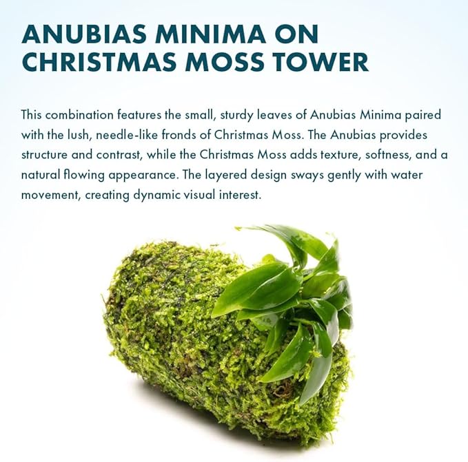 SubstrateSource Live Planted Decor - Anubias Minima on Christmas Moss Tower - Deep and Bright Green Freshwater Aquatic Plant, Low Light, Foreground to Midground Tank Placement for Aquascaping - 1 Pack