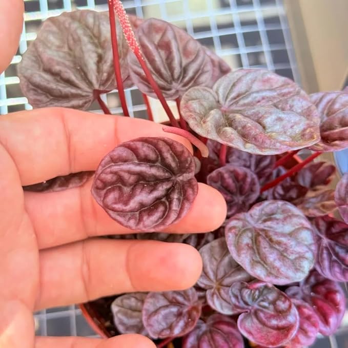 Peperomia Schumi Red Live Plant, Pet-Safe Metallic Red Houseplant in 3-Inch Grower Pot, Beginner-Friendly Flowering Indoor Tropical Plant for Home and Office Decor